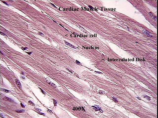 Skeletal Muscle Labeled Microscope