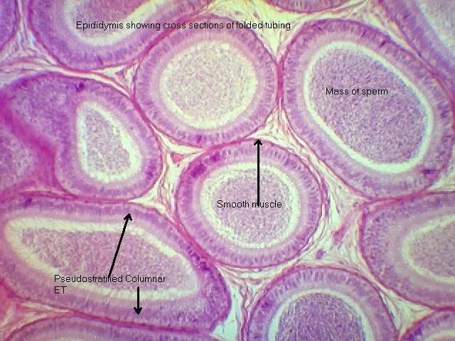 Epididymis 100x