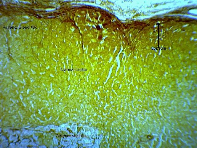 Adrenal gland 40x