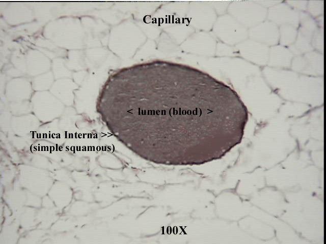 Capillary 400x