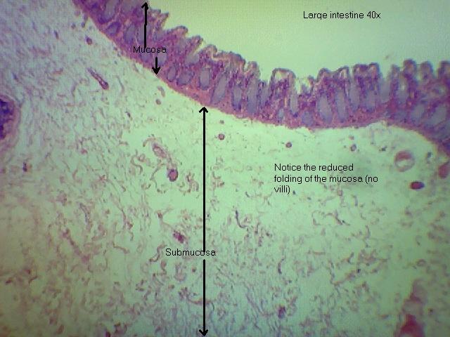 Large Intestine 40x