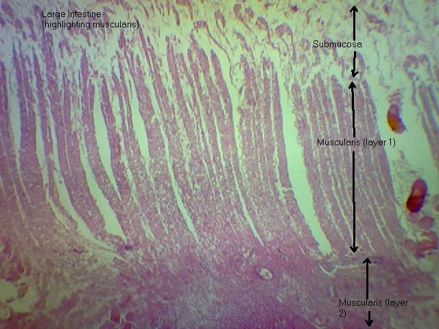 Large Intestine (muscularis) 40x