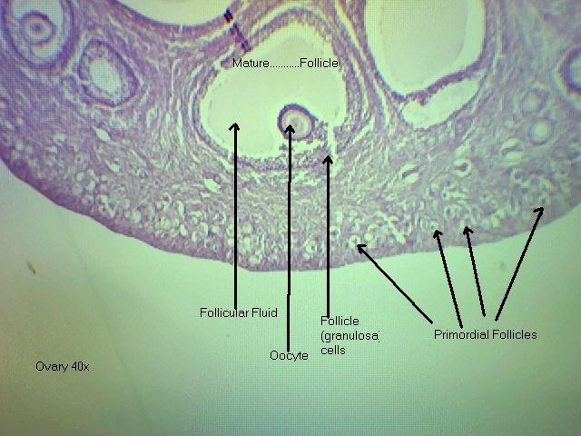 Ovary 40x