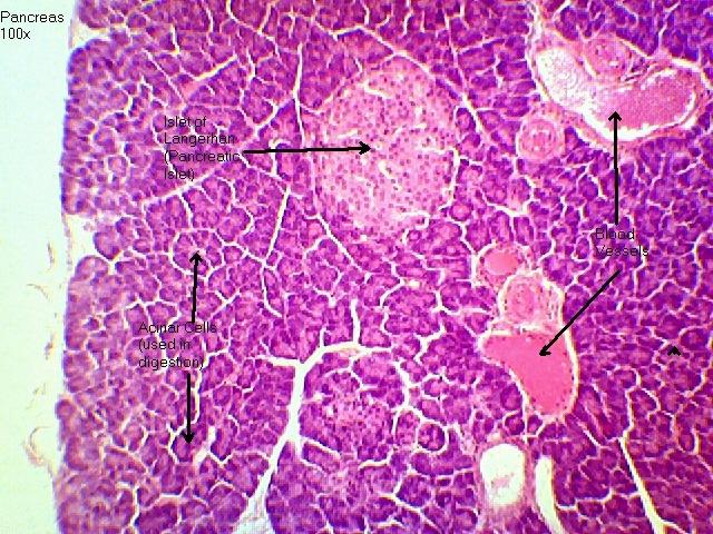 Pancreas 100x