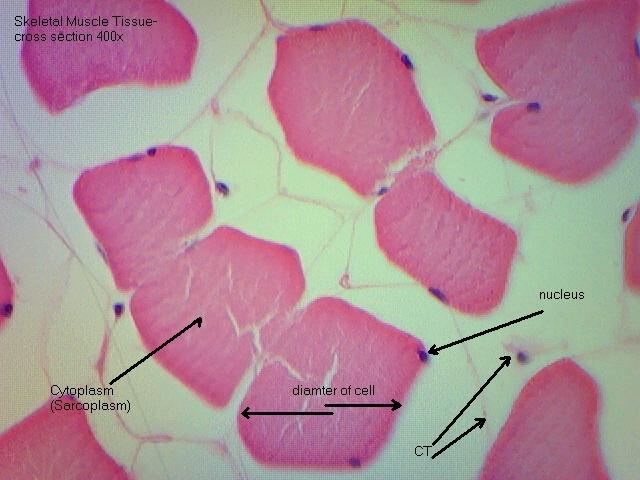 Skeletal muscle, cross section 400x