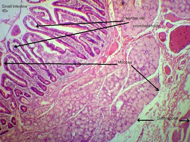 Small Intestine 40x