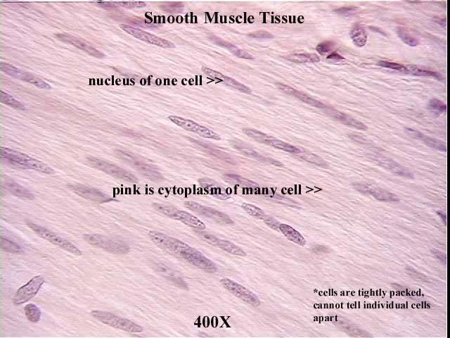 Smooth muscle 400x