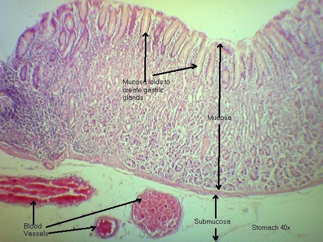 Stomach 40x