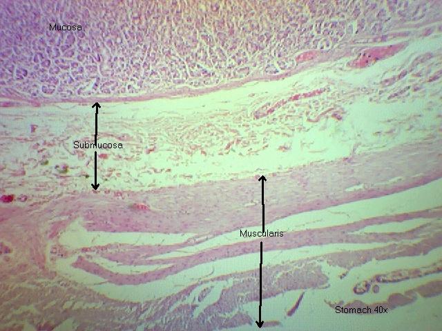 Stomach (muscularis) 40x