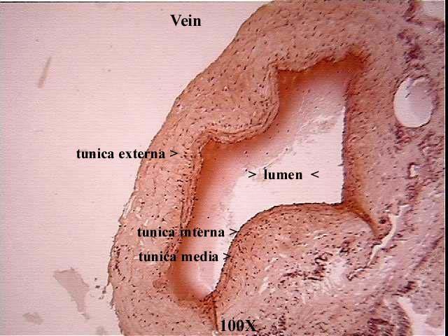 Vein 100x